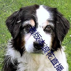 老版本浪花直播